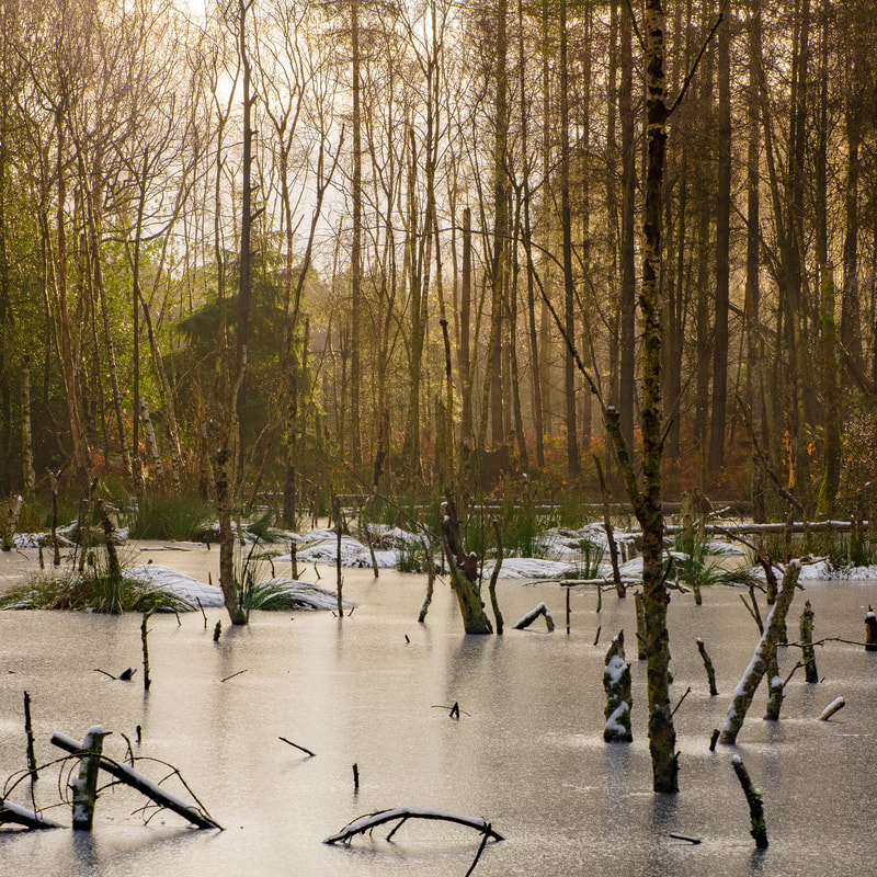Frozen Pool in Delamere Forest, Cheshire, North West England