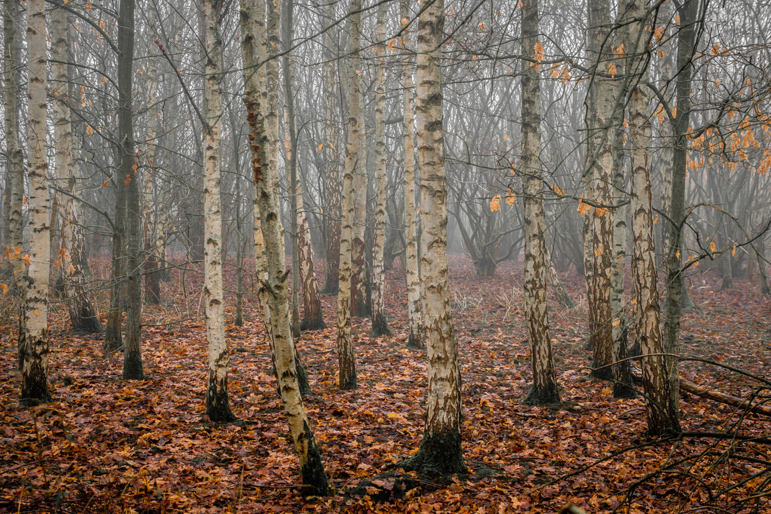 Birch Trees in Urmston Meadows