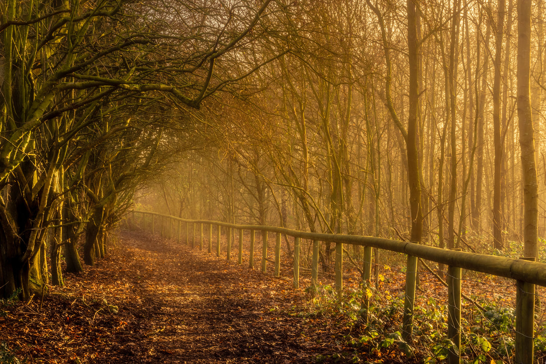 Woodland trail through Urmston Meadows, Greater Manchester, England, United Kingdom